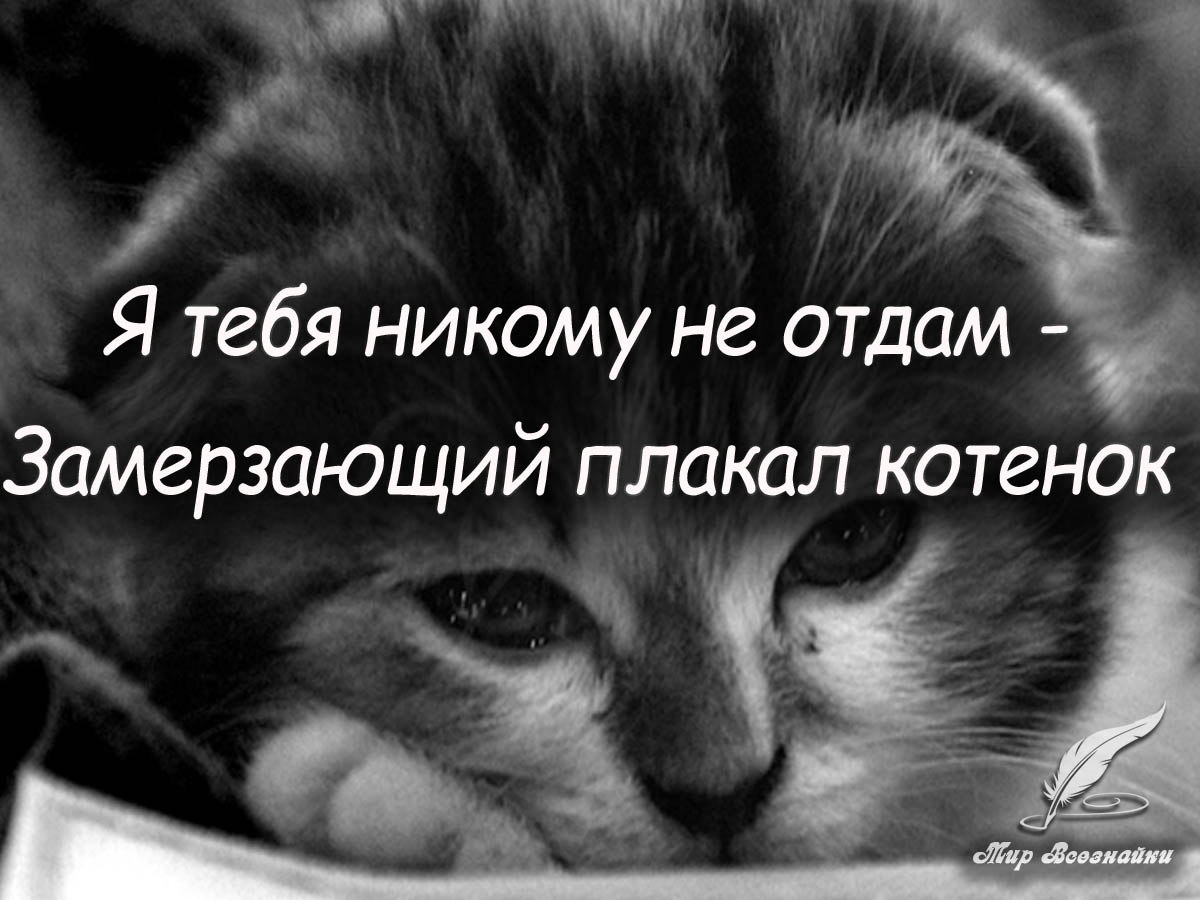 Я не отдам тебя никому год. Я тебя никому не отдам. Стих я тебя никому не отдам. Никому тебя не отдам стихи. Грустные котики с надписями.